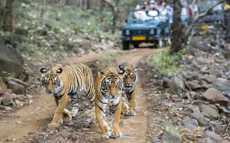 Ranthambore National Park